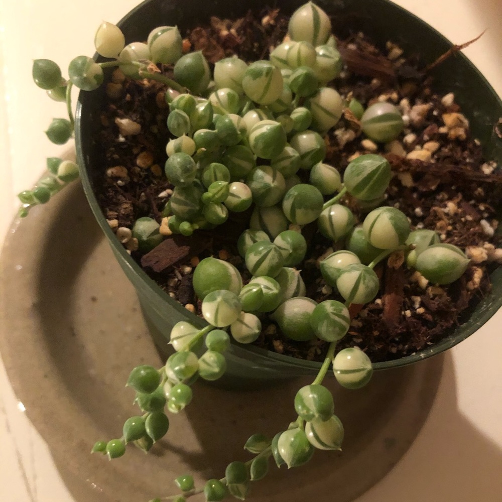 Variegated String of Pearls